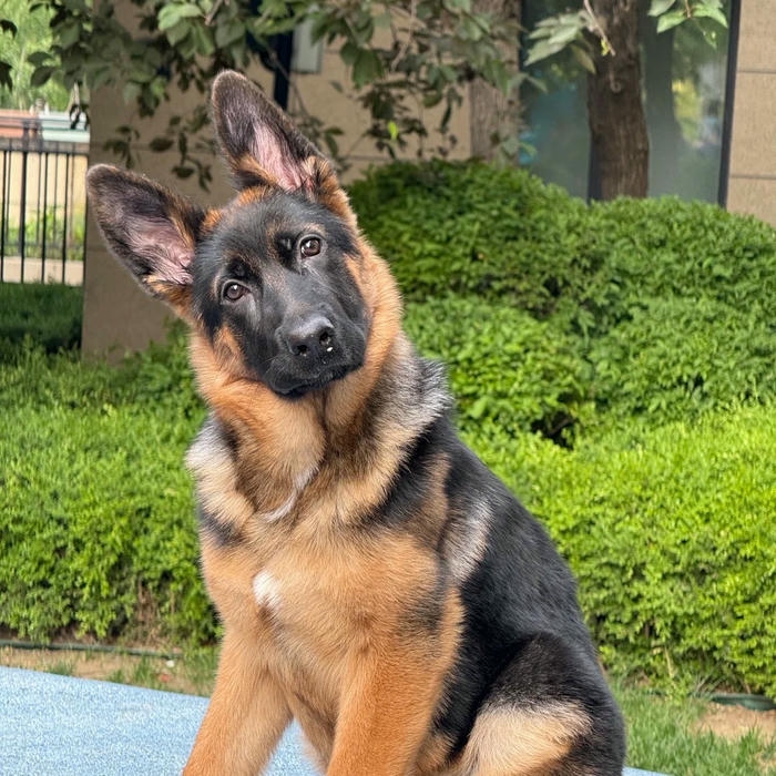 Avatar con chó Becgie ngồi nghiêm túc giữa thảm cỏ