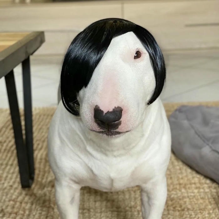 Avatar con chó Bull trắng đội tóc giả ngố