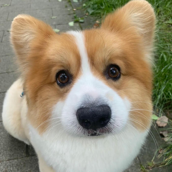 Avatar con chó Corgi mặt tròn xoe đáng yêu