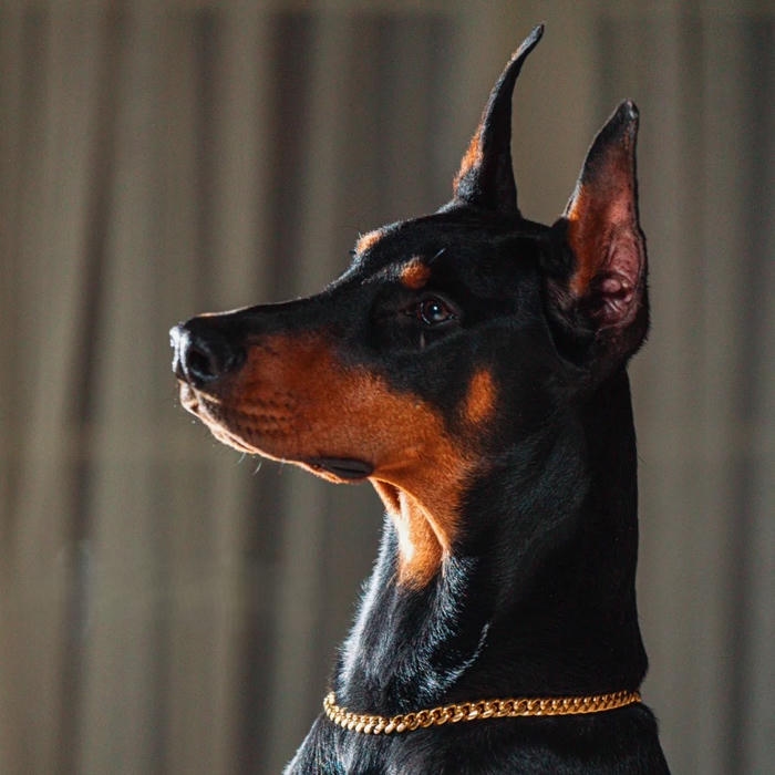 Avatar con chó Doberman đen bóng nhìn nghiêng ngầu