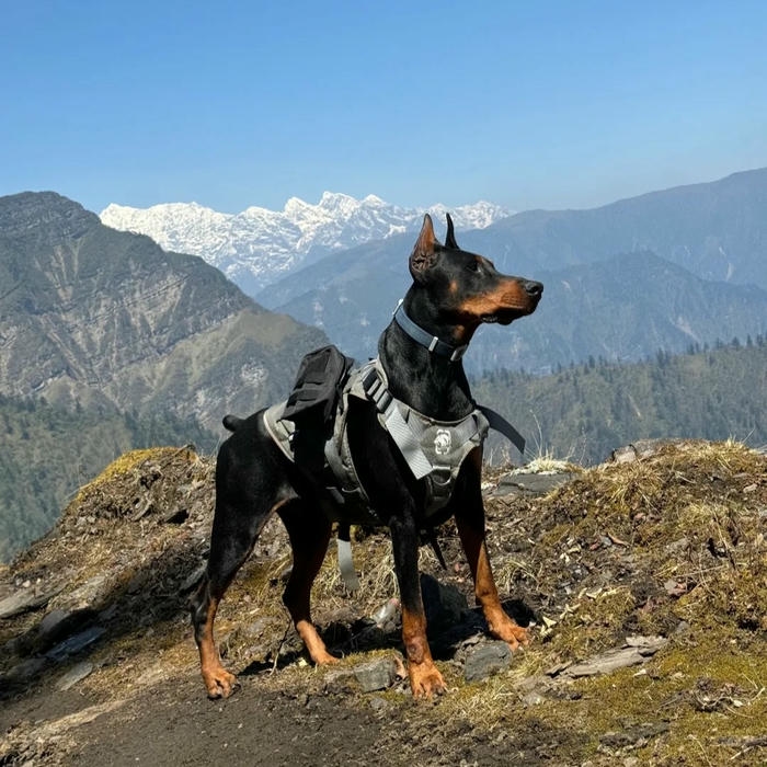 Avatar con chó Doberman đứng giữa núi tuyết trắng
