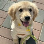 Avatar con chó Golden mặc áo len vàng xinh