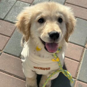 Avatar con chó Golden mặc áo len vàng xinh