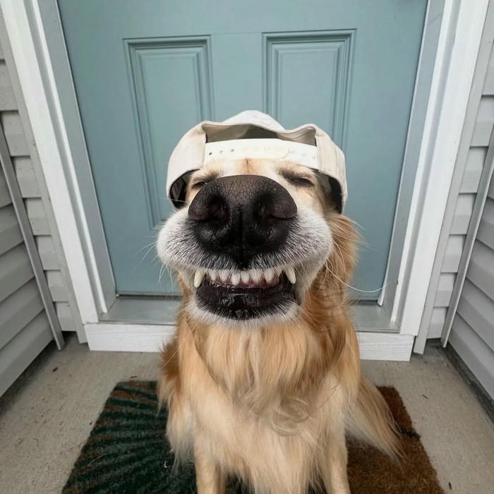 Avatar con chó Golden quấn khăn trắng trên đầu