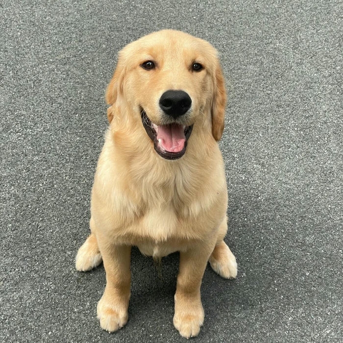 Avatar con chó Golden vàng đứng nhìn trực diện