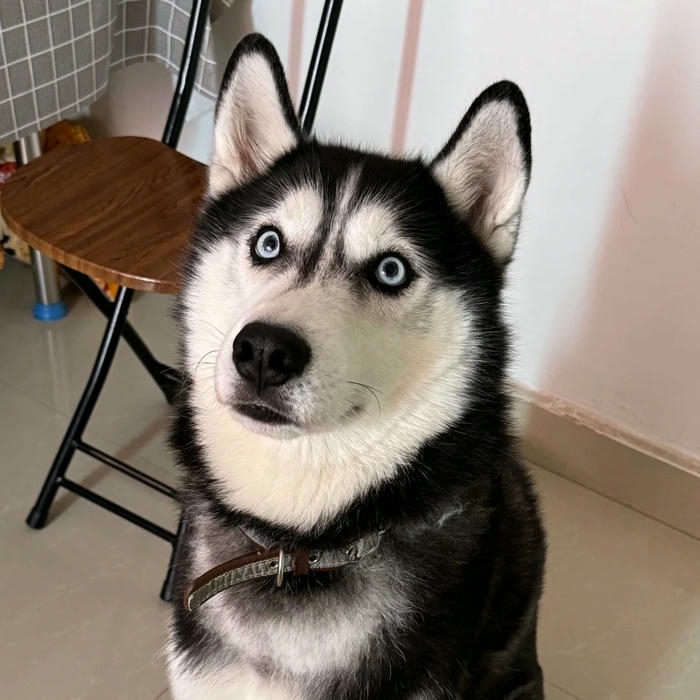 Avatar con chó Husky đen trắng nhìn nghiêm nghị