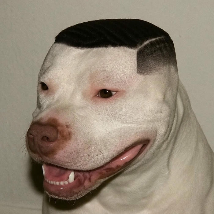 Avatar con chó Pitbull trắng với kiểu tóc lạ