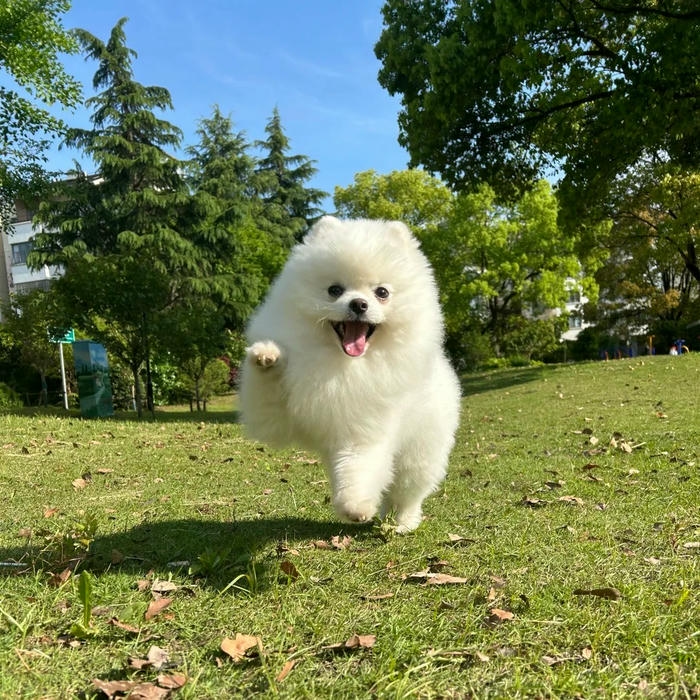 Avatar con chó Samoyed trắng chạy trên cỏ xanh