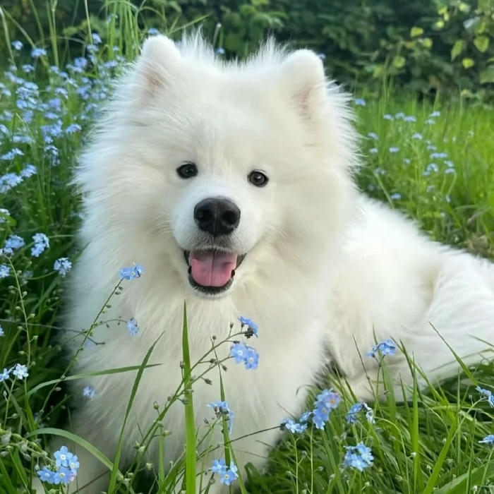 Avatar con chó Samoyed trắng muốt cười tươi tắn