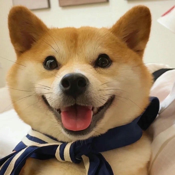 Avatar con chó Shiba đeo khăn quàng cổ xanh