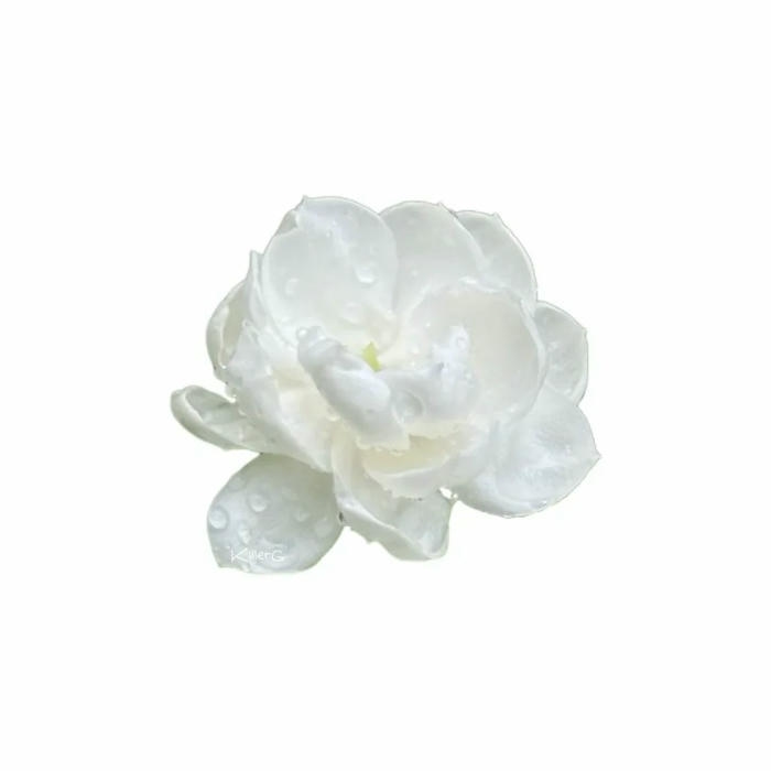 Các alt avatar trắng tinh bông hoa trắng tinh khôi