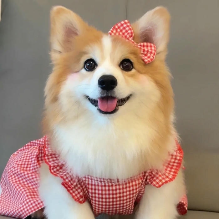 Hình chó cute Corgi mặc váy hồng điệu đà