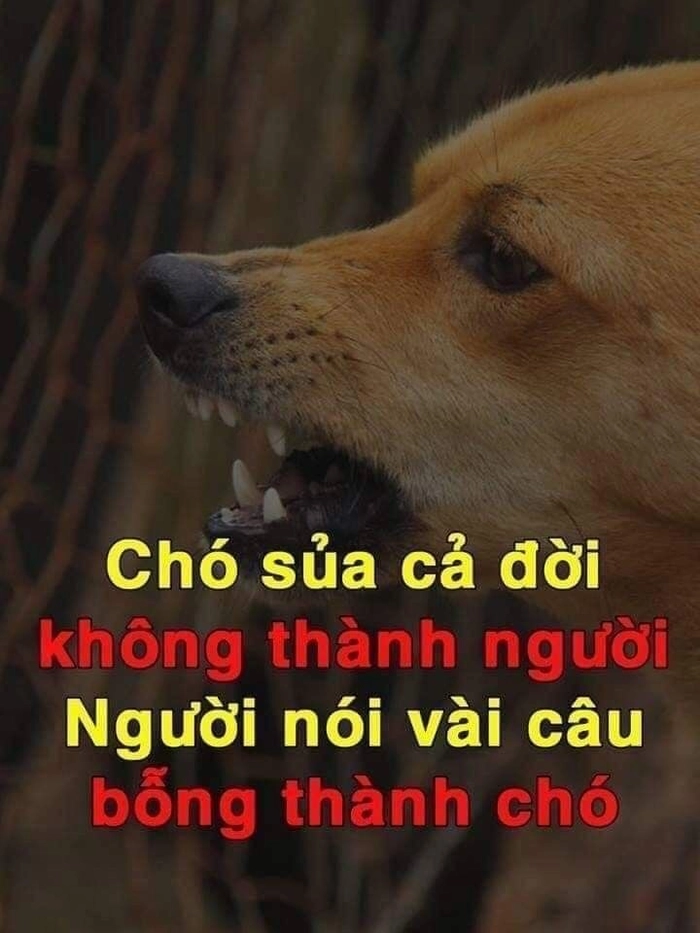 ảnh chế chửi đỉnh cao đầy tính châm biếm