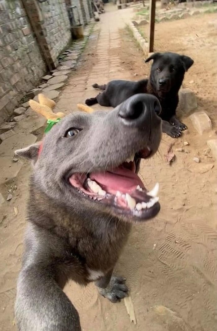 ảnh chế meme chó bựa gương mặt gạ đòn