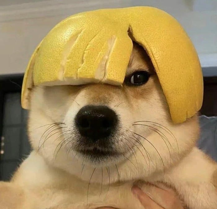 ảnh chó bựa gây tiếng cười