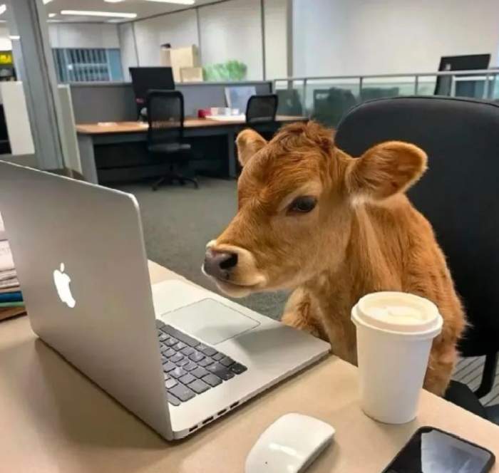 ảnh meme bựa xon bò đi học