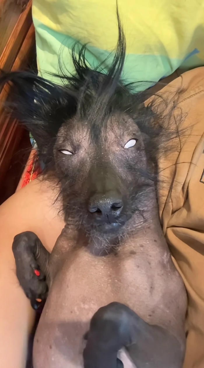 ảnh meme chó bựa cháy đen thui