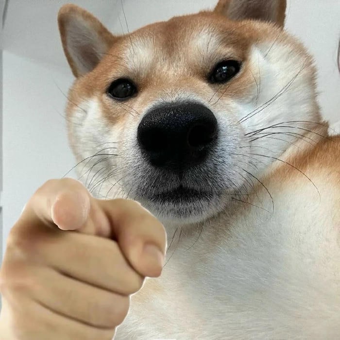 ảnh meme chó bựa gương mặt troll