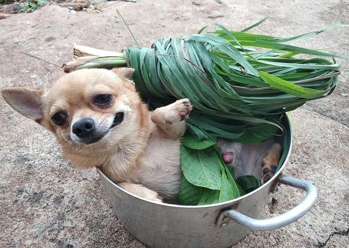 ảnh meme chó bựa nấu cầy 7 món