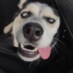 ảnh meme chó bựa pha tấu hài mạnh