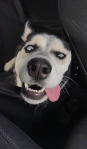 ảnh meme chó bựa pha tấu hài mạnh