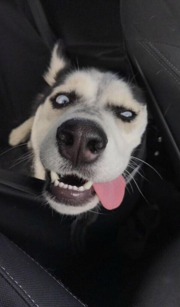 ảnh meme chó bựa pha tấu hài mạnh