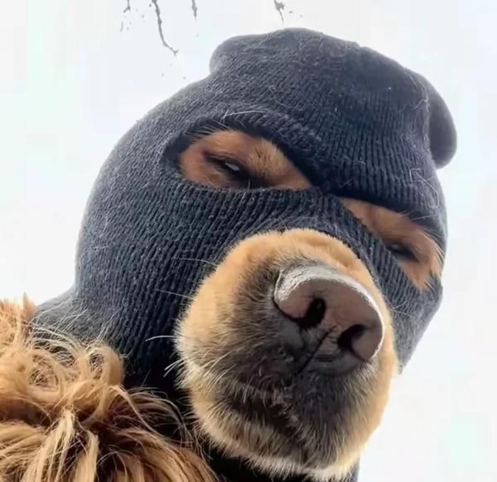 ánh nhìn bất cần meme chó bựa