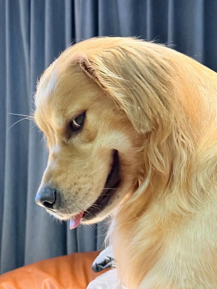 biểu cảm lầy lội meme chó bựa