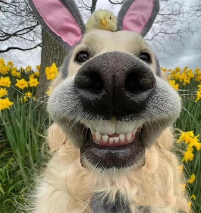 biểu cảm lố lăng trong meme bựa