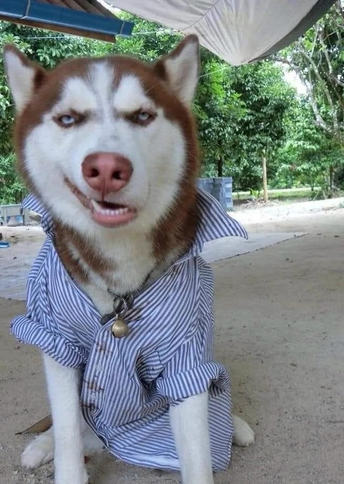 biểu cảm vô tri meme chó bựa