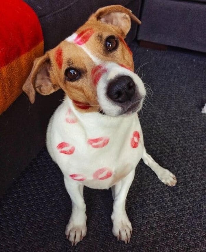 chế meme chó bựa biểu cảm khó đỡ