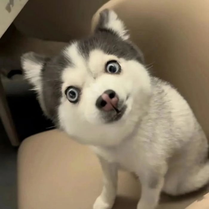 chó ngáo meme bựa ngơ ngác vô tội