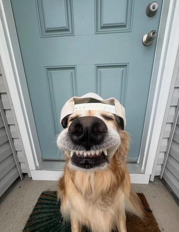 hình ảnh meme chó bựa nét mặt gắt