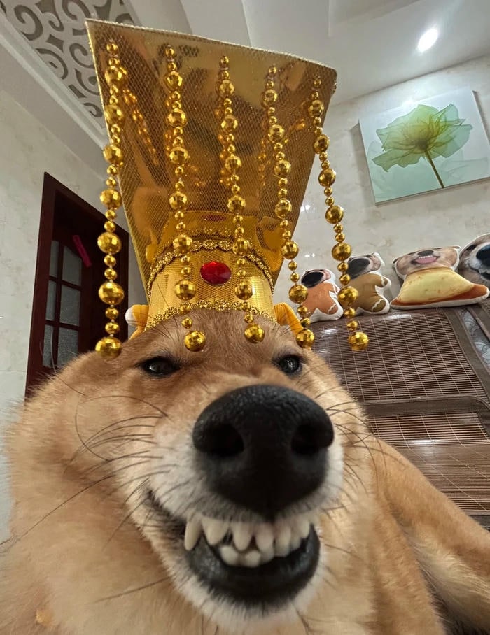 hình ảnh meme chó bựa nhe răng cười