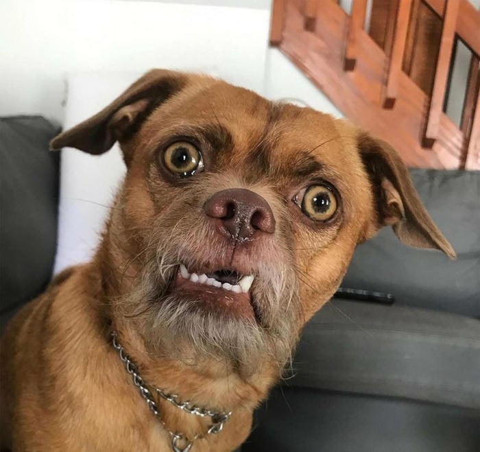 hình chế meme chó bựa biểu cảm vô tri