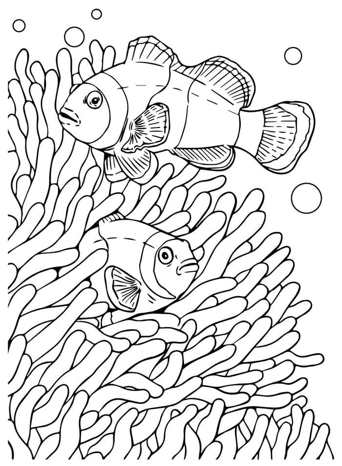 hình tô màu cá lấp trong san hô