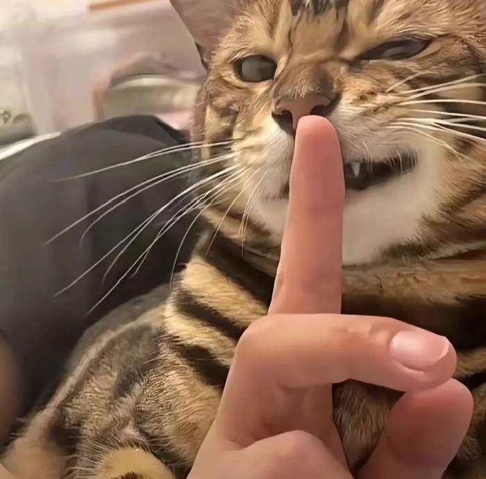 im lặng meme bựa mèo tinh nghịch