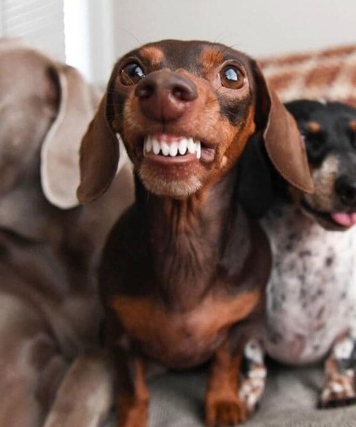 meme chó bựa ánh mắt gạ đòn