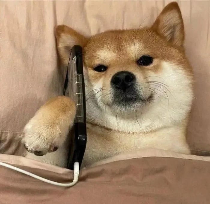 meme chó bựa ánh mắt ngơ ngác