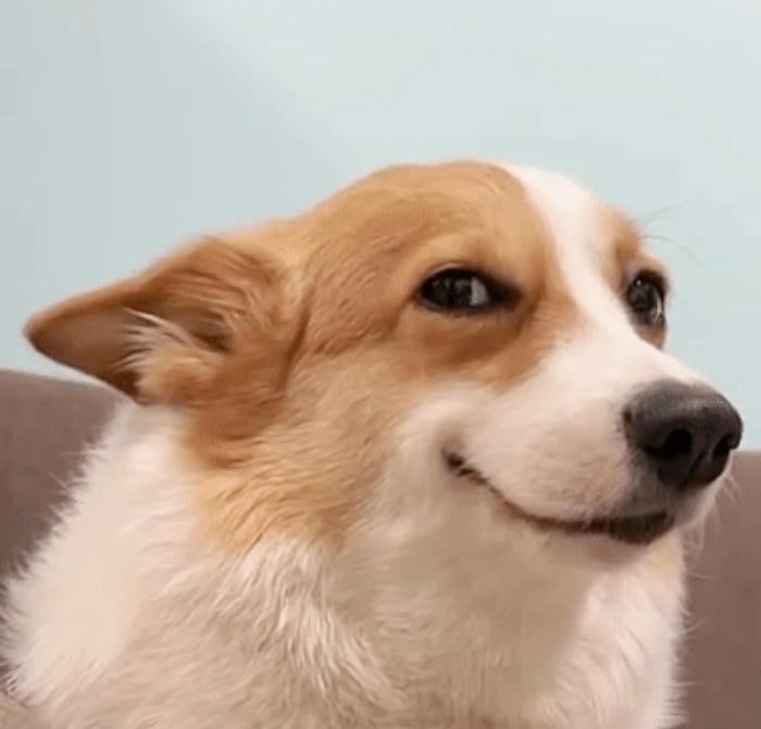 meme chó bựa ánh mắt phán xét