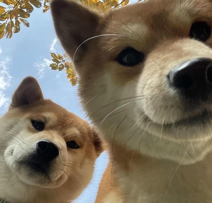 meme chó bựa ánh nhìn khinh đời