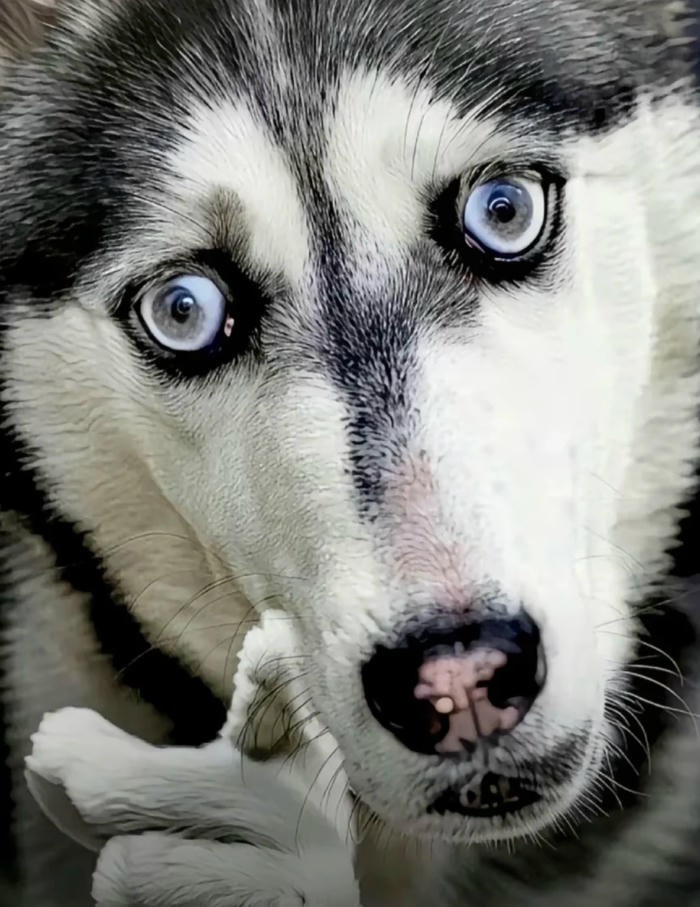 meme chó bựa biểu cảm cẩn thận