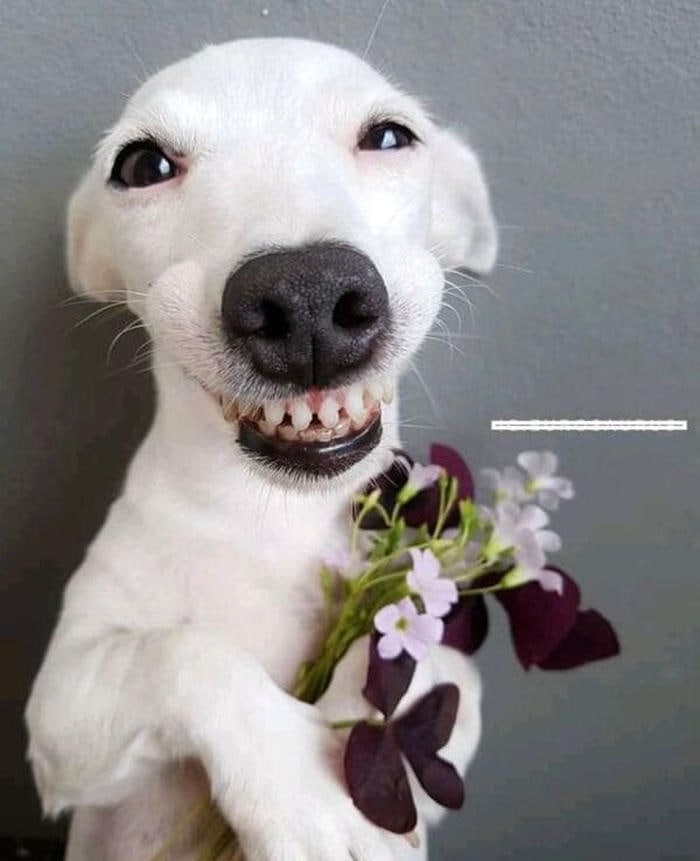 meme chó bựa biểu cảm ngáo ngơ