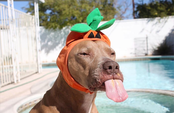 meme chó bựa gương mặt cà khịa