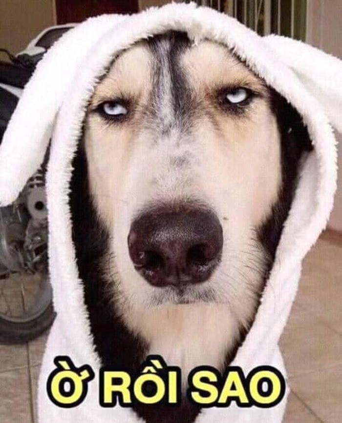 meme chó bựa gương mặt lầy lội