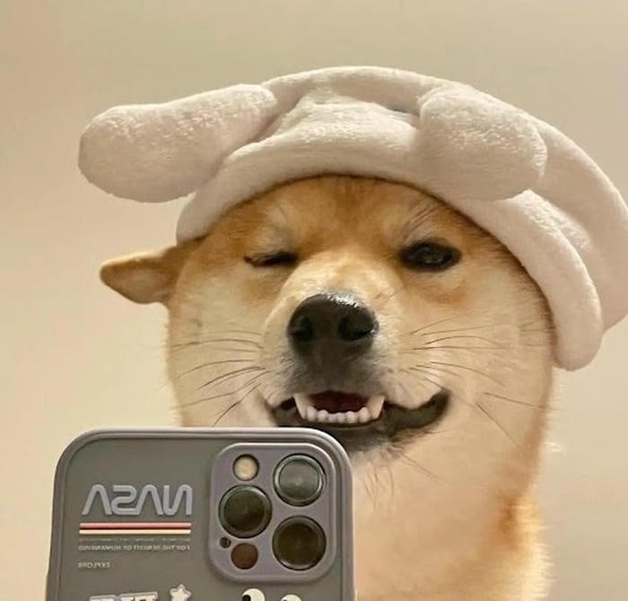 meme chó bựa nét mặt chụp để