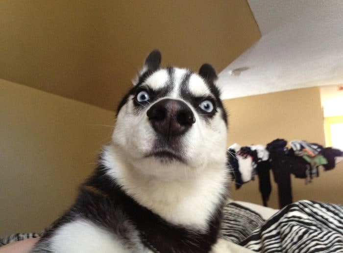 meme chó bựa thần thái ngáo ngơ