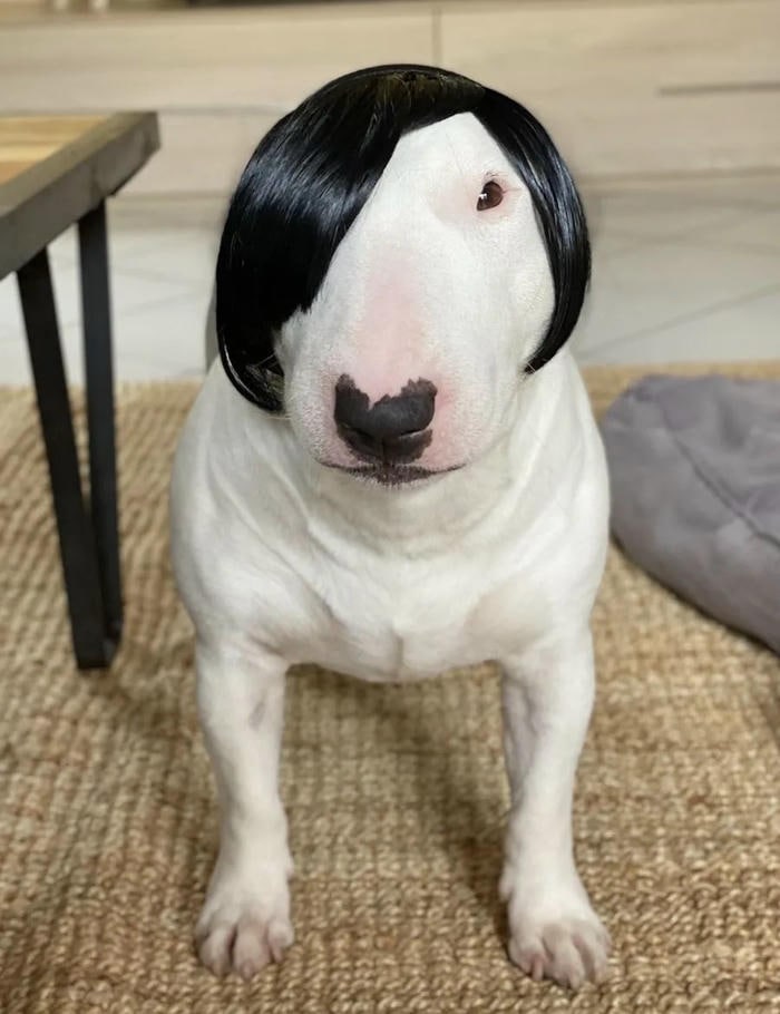 tấu hài meme chó bựa gửi bạn thân