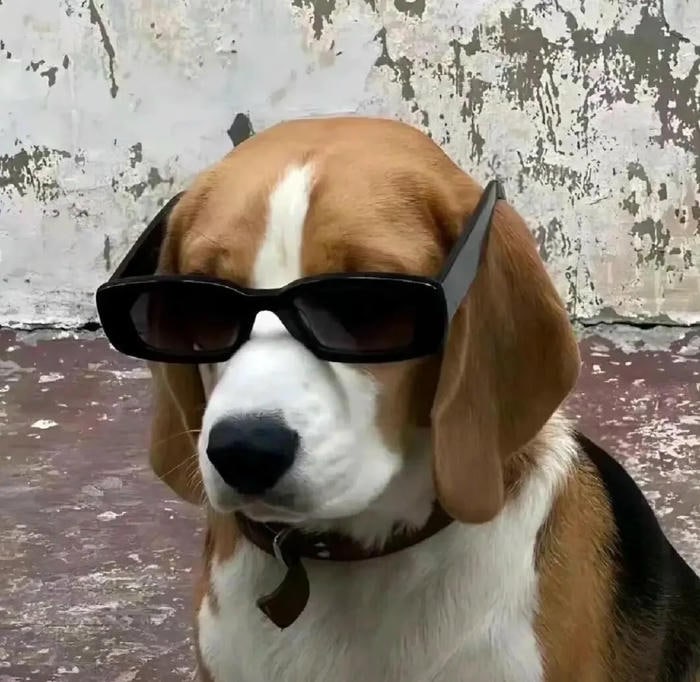 thần thái mặn mòi meme chó bựa