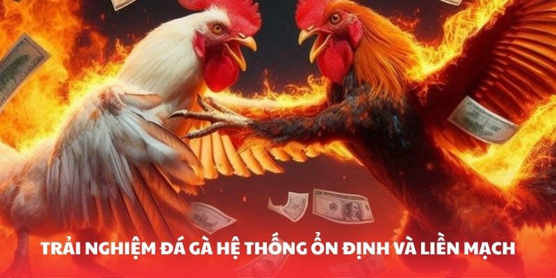 trai-nghiem-da-ga-he-thong-on-dinh-va-lien-mach